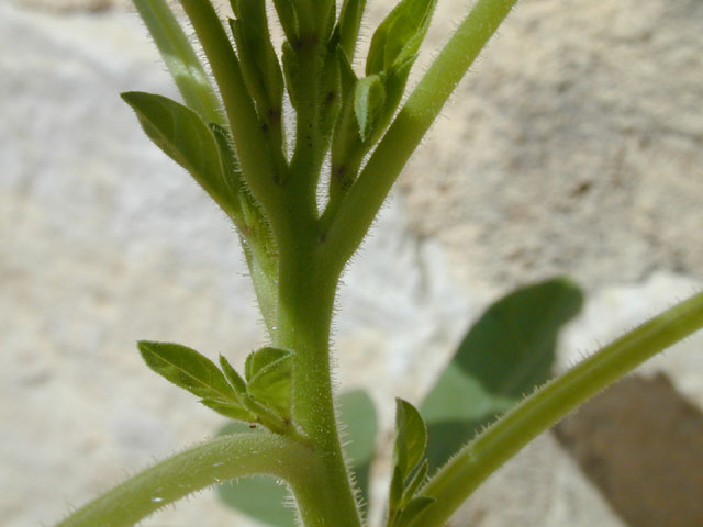 Polanisia dodecandra ssp. trachysperma (Sandyseed clammyweed) #14394