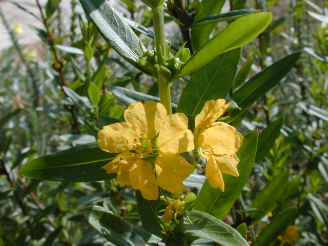 Heimia salicifolia (Shrubby yellowcrest) #14410