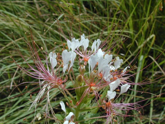 Polanisia dodecandra ssp. trachysperma (Sandyseed clammyweed) #14429
