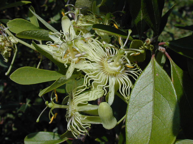 Passiflora affinis (Bracted passionflower) #14436