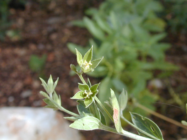 Argythamnia humilis var. humilis (Low silverbush) #14488