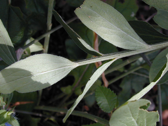 Argythamnia humilis var. humilis (Low silverbush) #14489