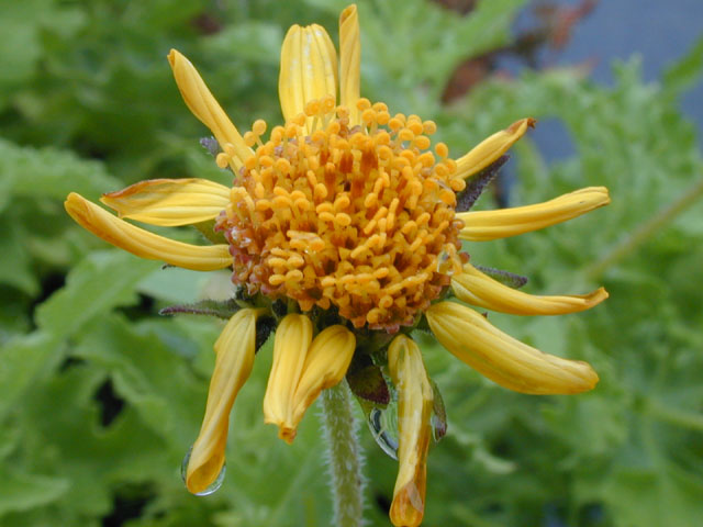 Simsia calva (Awnless bush sunflower) #14490