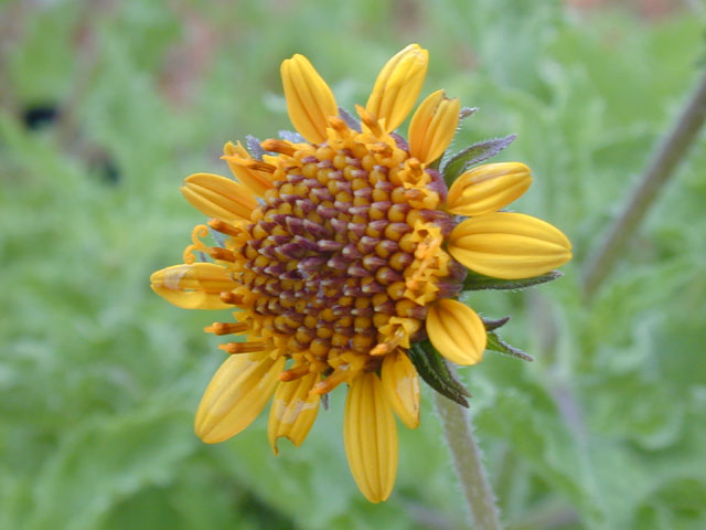 Simsia calva (Awnless bush sunflower) #14492