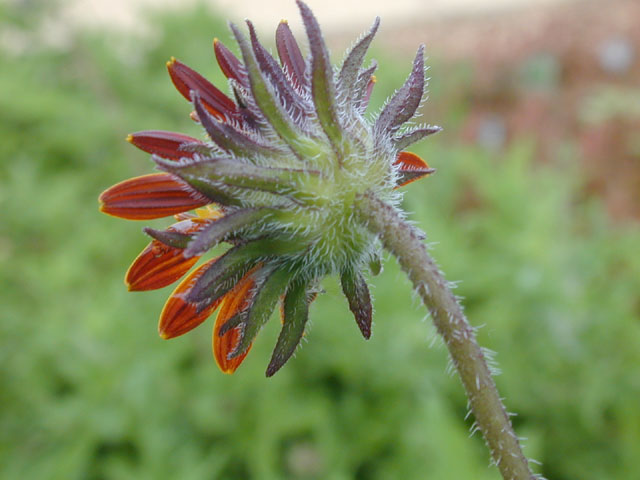 Simsia calva (Awnless bush sunflower) #14494