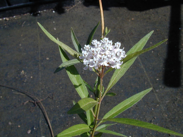 Asclepias perennis (White swamp milkweed) #14498