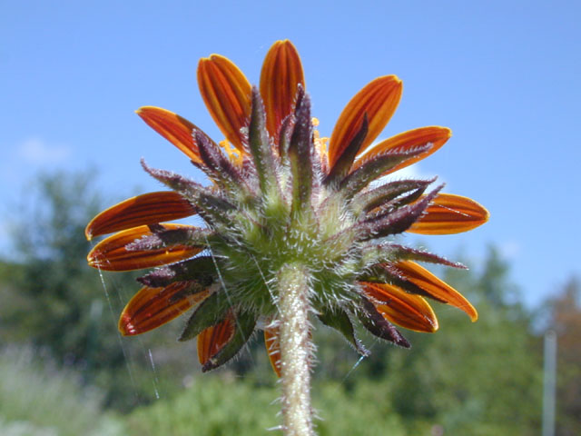 Simsia calva (Awnless bush sunflower) #14503