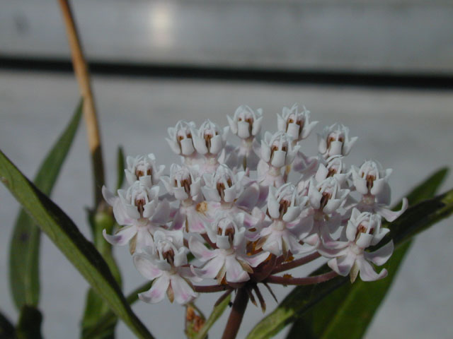 Asclepias perennis (White swamp milkweed) #14509