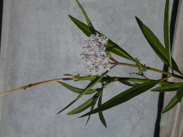 Asclepias perennis (White swamp milkweed) #14511