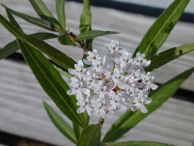 Asclepias perennis (White swamp milkweed) #14513