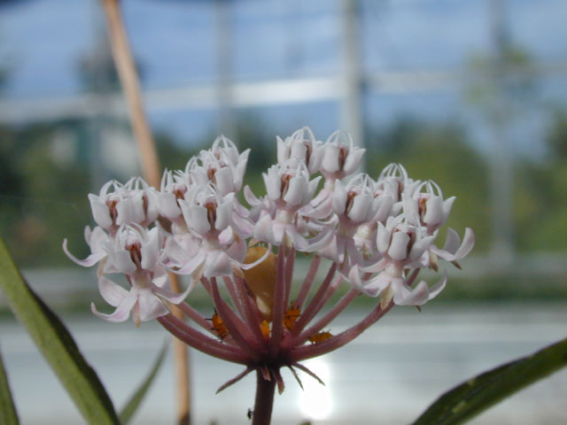 Asclepias perennis (White swamp milkweed) #14514