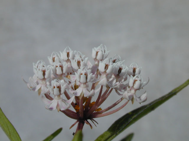 Asclepias perennis (White swamp milkweed) #14515