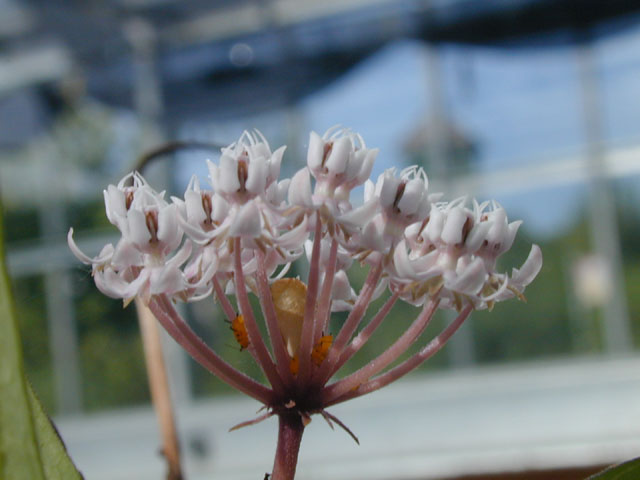 Asclepias perennis (White swamp milkweed) #14516