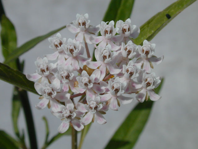 Asclepias perennis (White swamp milkweed) #14517