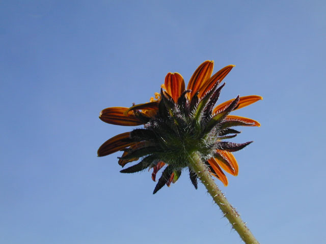 Simsia calva (Awnless bush sunflower) #14527