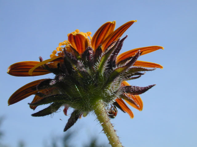 Simsia calva (Awnless bush sunflower) #14528