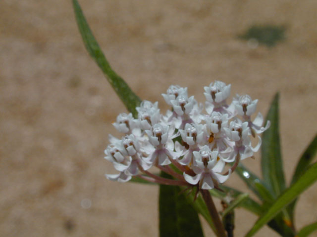 Asclepias perennis (White swamp milkweed) #14533