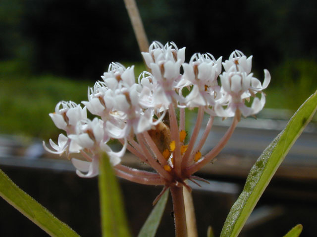Asclepias perennis (White swamp milkweed) #14536