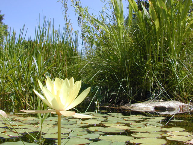 Nymphaea mexicana (Yellow waterlily) #14549