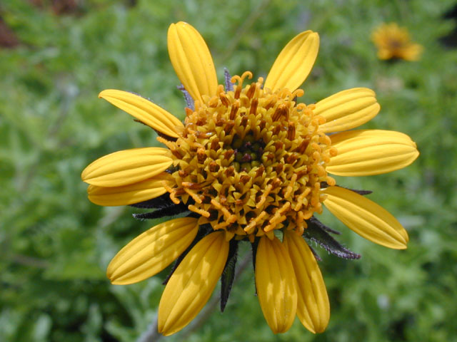 Simsia calva (Awnless bush sunflower) #14574