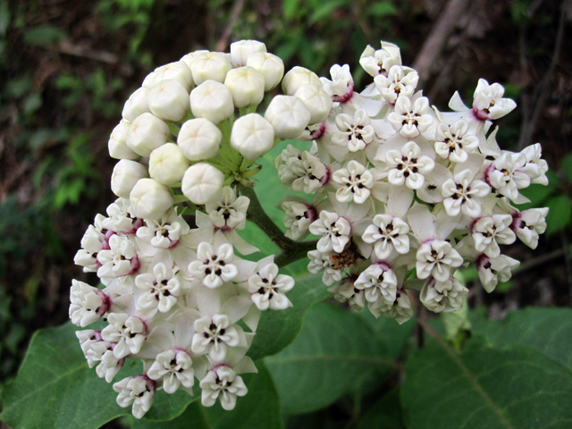 Asclepias variegata (Redring milkweed) #33629