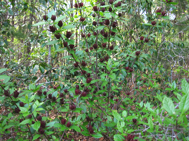 Calycanthus floridus (Eastern sweetshrub) #33723