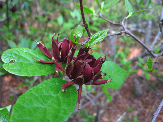 Calycanthus floridus (Eastern sweetshrub) #33724