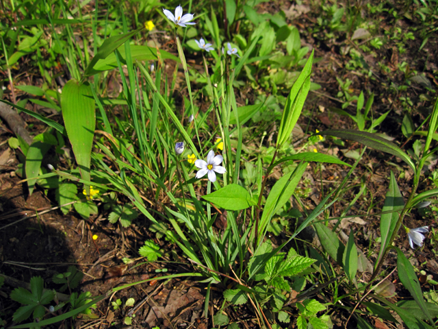 Sisyrinchium angustifolium (Narrowleaf blue-eyed grass) #33733