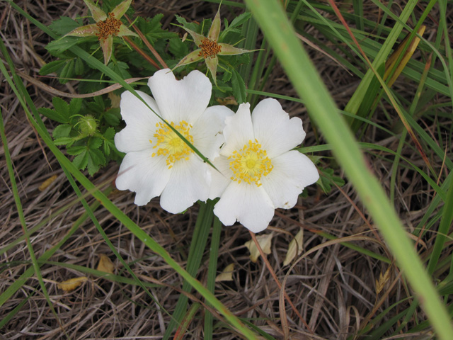 Rosa foliolosa (White prairie rose) #33113