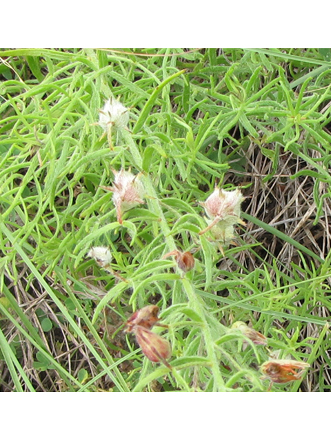 Krameria lanceolata (Trailing krameria) #33173