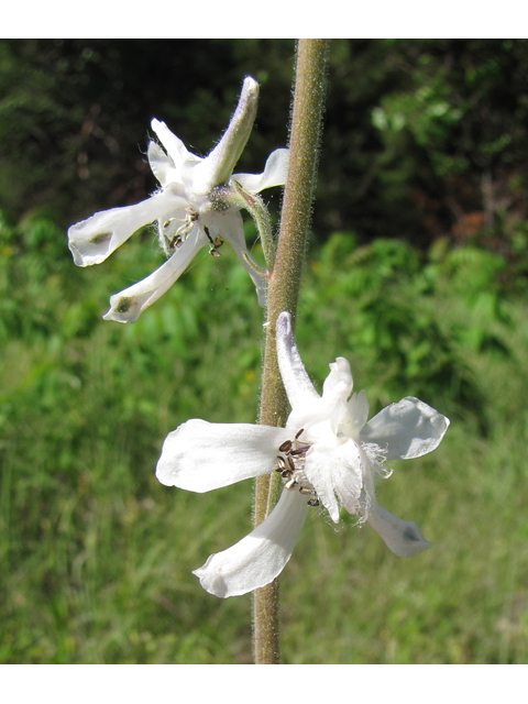 Delphinium carolinianum ssp. virescens (Carolina larkspur) #33177