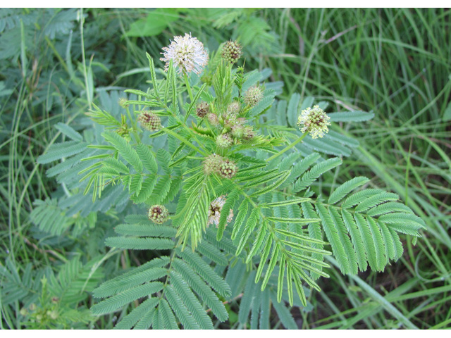 Desmanthus illinoensis (Illinois bundleflower) #33216