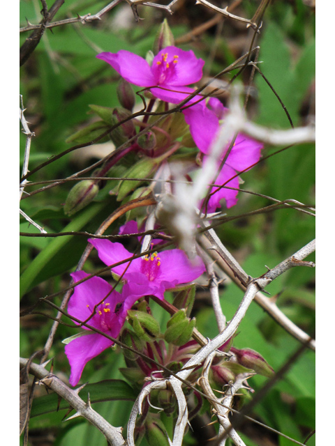Tradescantia hirsutiflora (Hairyflower spiderwort) #33250
