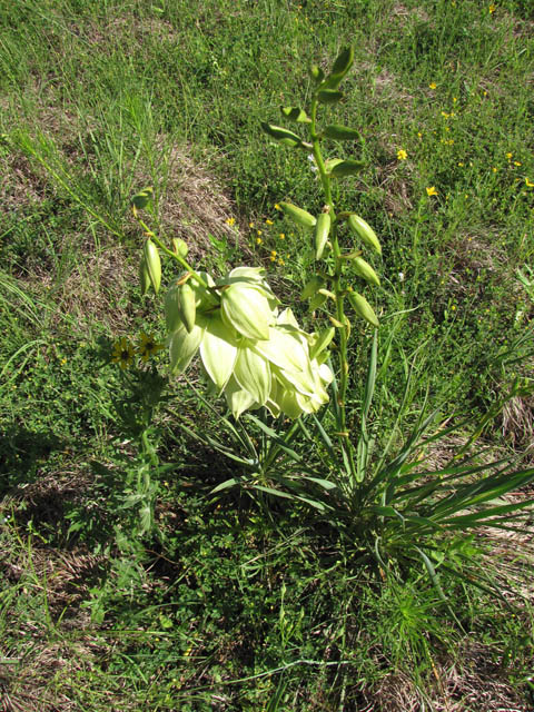 Yucca arkansana (Arkansas yucca) #33301