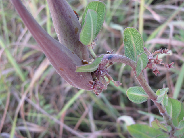 Asclepias viridiflora (Green comet milkweed) #33302