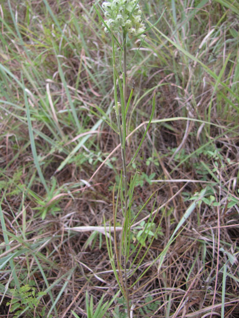 Asclepias stenophylla (Slimleaf milkweed) #33304