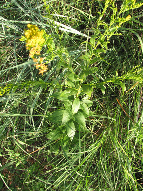 Solidago ulmifolia (Elmleaf goldenrod) #33393