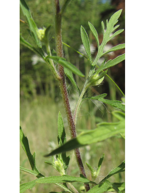 Ambrosia artemisiifolia (Annual ragweed) #36124