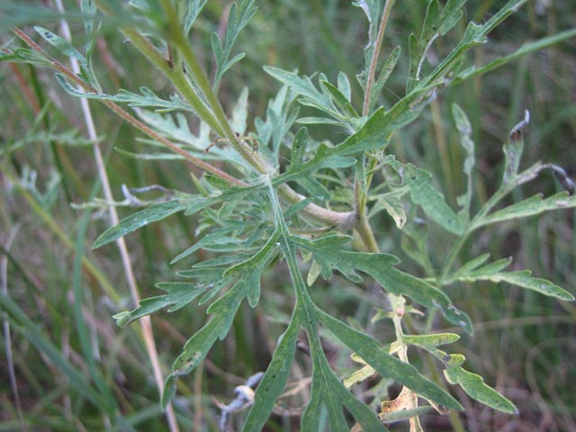Ambrosia artemisiifolia (Annual ragweed) #36131