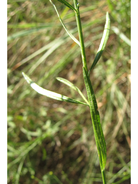 Amphiachyris dracunculoides (Prairie broomweed) #36135