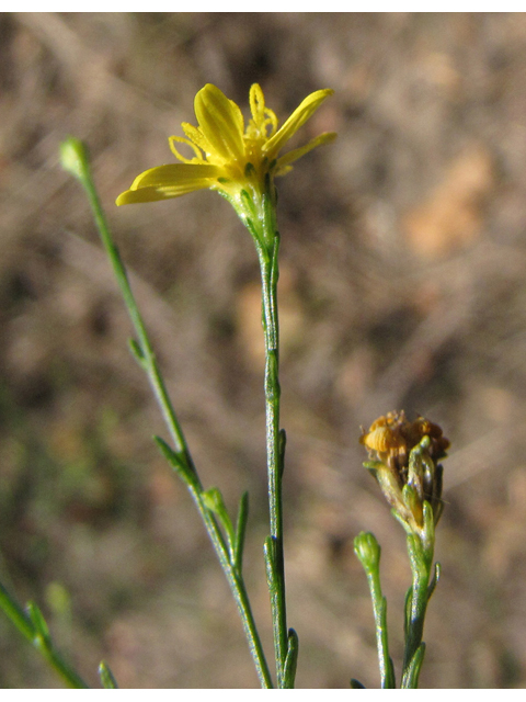 Amphiachyris dracunculoides (Prairie broomweed) #36137