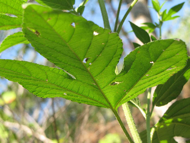 Ambrosia trifida var. texana (Texan great ragweed) #36147