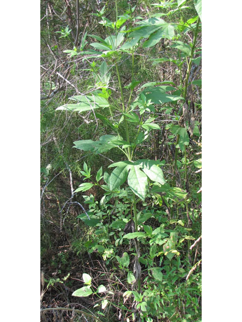 Ambrosia trifida var. texana (Texan great ragweed) #36149