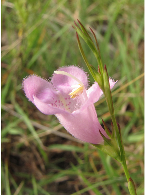 Agalinis heterophylla (Prairie agalinis) #36169