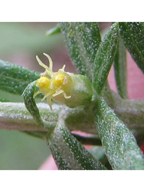 Artemisia ludoviciana ssp. mexicana (White sagebrush) #35833