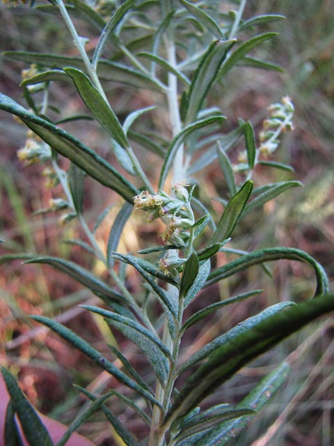 Artemisia ludoviciana ssp. mexicana (White sagebrush) #35838