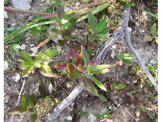 Phyla lanceolata (Lanceleaf frogfruit) #35903