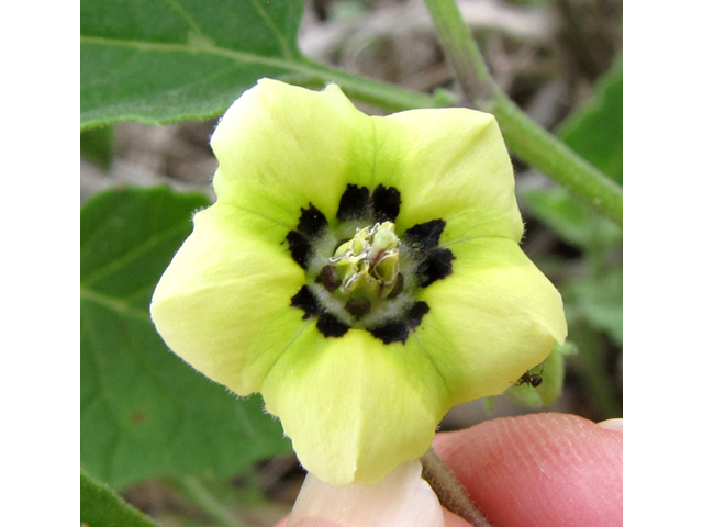 Physalis cinerascens (Smallflower groundcherry) #35905