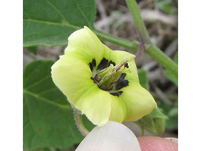 Physalis cinerascens (Smallflower groundcherry) #35906