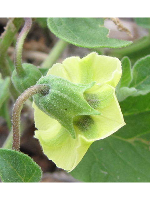Physalis cinerascens (Smallflower groundcherry) #35907